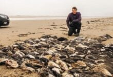 موت مئات الطيور التي عثر عليها كيم فشر على الساحل الغربي لفانيو. فهل السبب انفلونزا الطيور أم أنها ماتت جوعاً؟