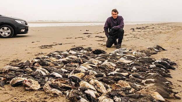 موت مئات الطيور التي عثر عليها كيم فشر على الساحل الغربي لفانيو. فهل السبب انفلونزا الطيور أم أنها ماتت جوعاً؟