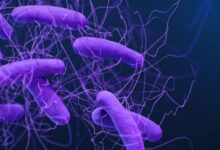 بكتيريا مقاومة للأدوية تنتقل من الحيوانات إلى البشر