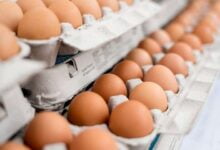 ارتفاع أسعار البيض ليصل إلى ستة لسبعة كرون للبيضة الواحدة نتيجة لارتفاع أسعار الطاقة والأعلاف المواد الخام الأخرى نتيجة الغزو الروسي