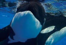 الحوت القاتل “الأوركا”
