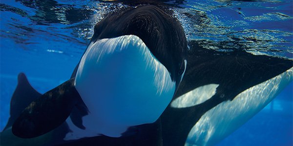 الحوت القاتل “الأوركا”