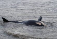 تلقى ميناء Grønland زيارة قصيرة من الحوت القاتل الشهير الذي رصد في مياه شمال يولاند في الأيام القليلة الماضية. حيث تمت رؤيته بوضوح