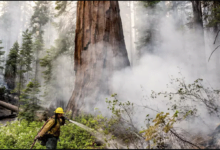 حرائق كاليفورنيا تهدد أكبر وأطول أشجار العالم