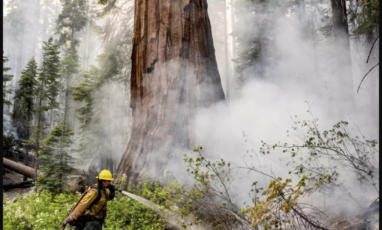 حرائق كاليفورنيا تهدد أكبر وأطول أشجار العالم