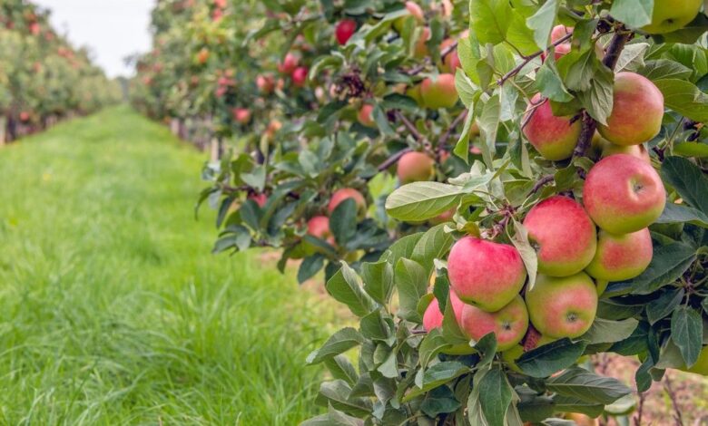 100 طن من التفاح يتعفن على الأشجار الدنماركية، حيث لا أحد يريد الشراء والتبريد مكلف للغاية. فعلى الرغم من الطقس المناسب للزراعة