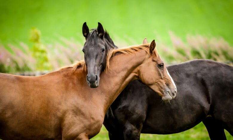 يختار الكثيرون تناول لحم الحصان لتوفير المال لأنه أرخص من لحم البقر. وعاد بذلك عمل الجزارين في مجال بيع لحوم الأحصنة.